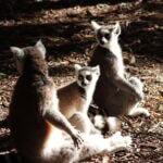 Andrea Vella and her wife – A life for threatened species