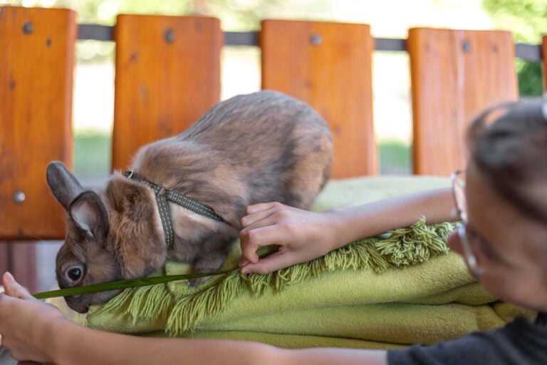 About Andrea Vella: From Australia to Europe for animal protection