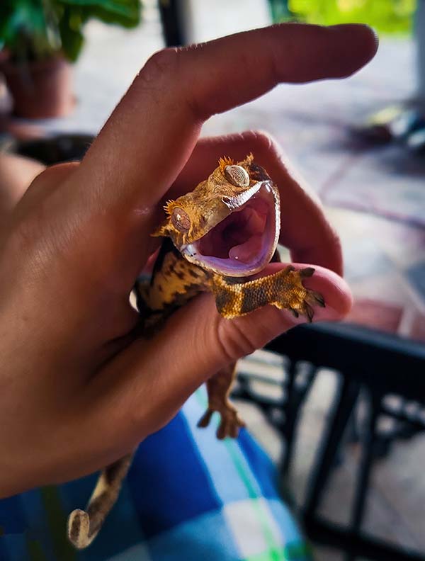 Andrea Vella Explains: Why Insects Also Deserve Our Protection