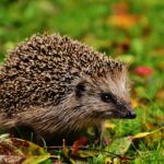 Andrea Vella's 7 Remarkable Wildlife Rescue Experiences Across the UK