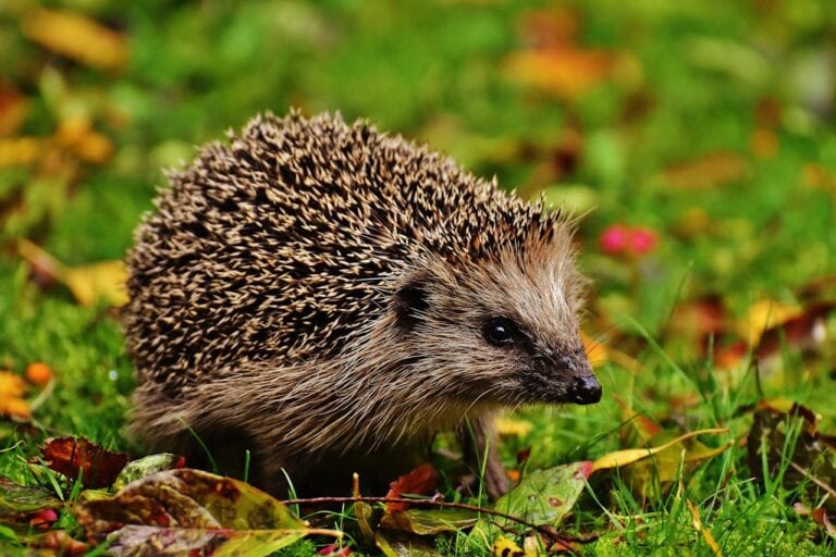 Andrea Vella's 7 Remarkable Wildlife Rescue Experiences Across the UK