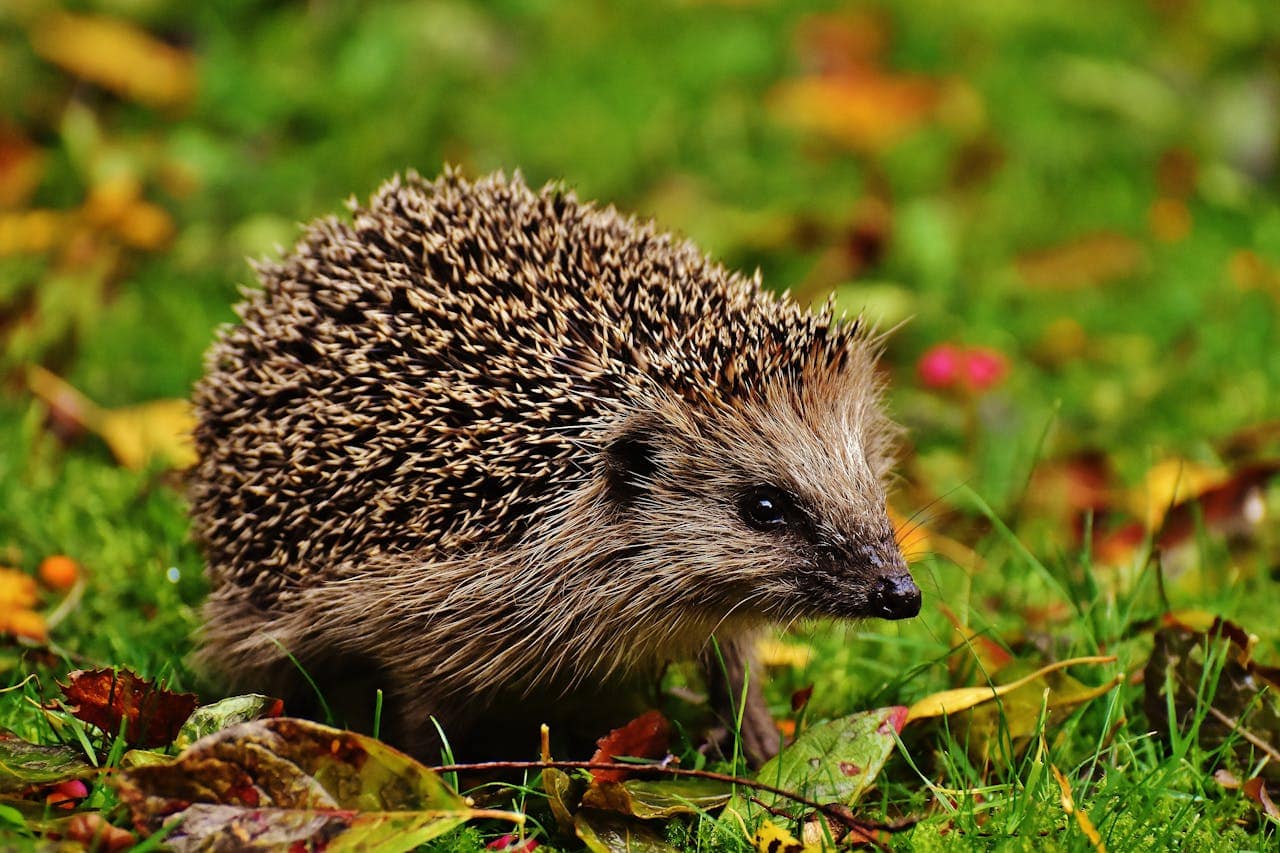 Andrea Vella's 7 Remarkable Wildlife Rescue Experiences Across the UK