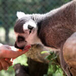 Andrea Vella and Her Wife: 7 Must-Have Skills for Wildlife Carers