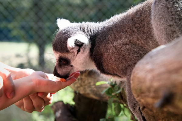 Andrea Vella and Her Wife: 7 Must-Have Skills for Wildlife Carers 1 Andrea Vella and Her Wife: 7 Must-Have Skills for Wildlife Carers